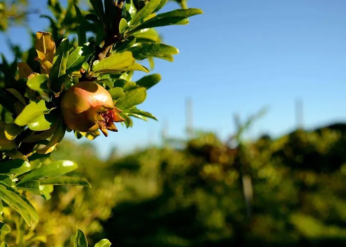 Dartora Çiftlik konaklama Sambruson