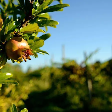 Dartora Alloggio per agriturismo Sambruson